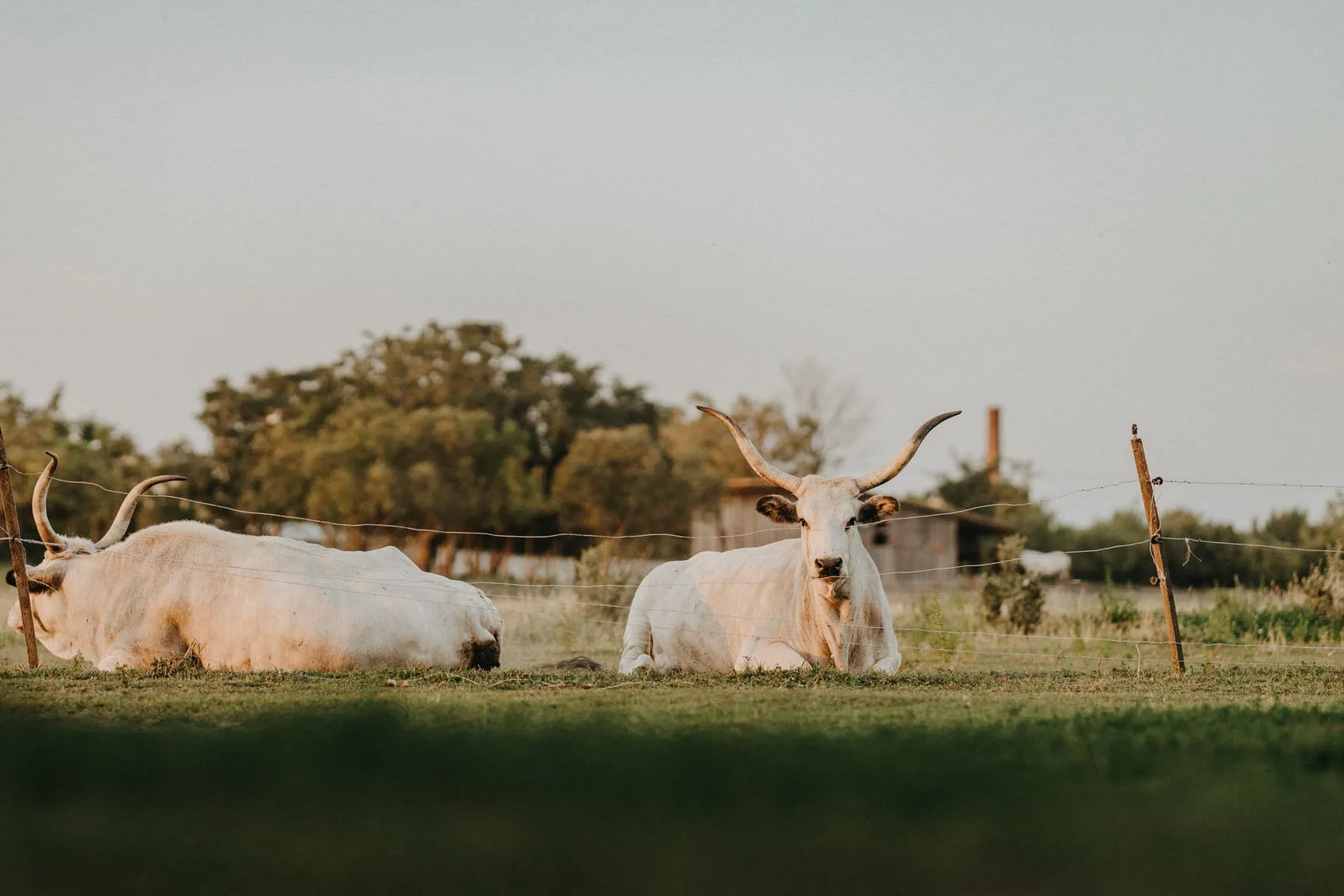 Hungarian grey cattle in a meadow