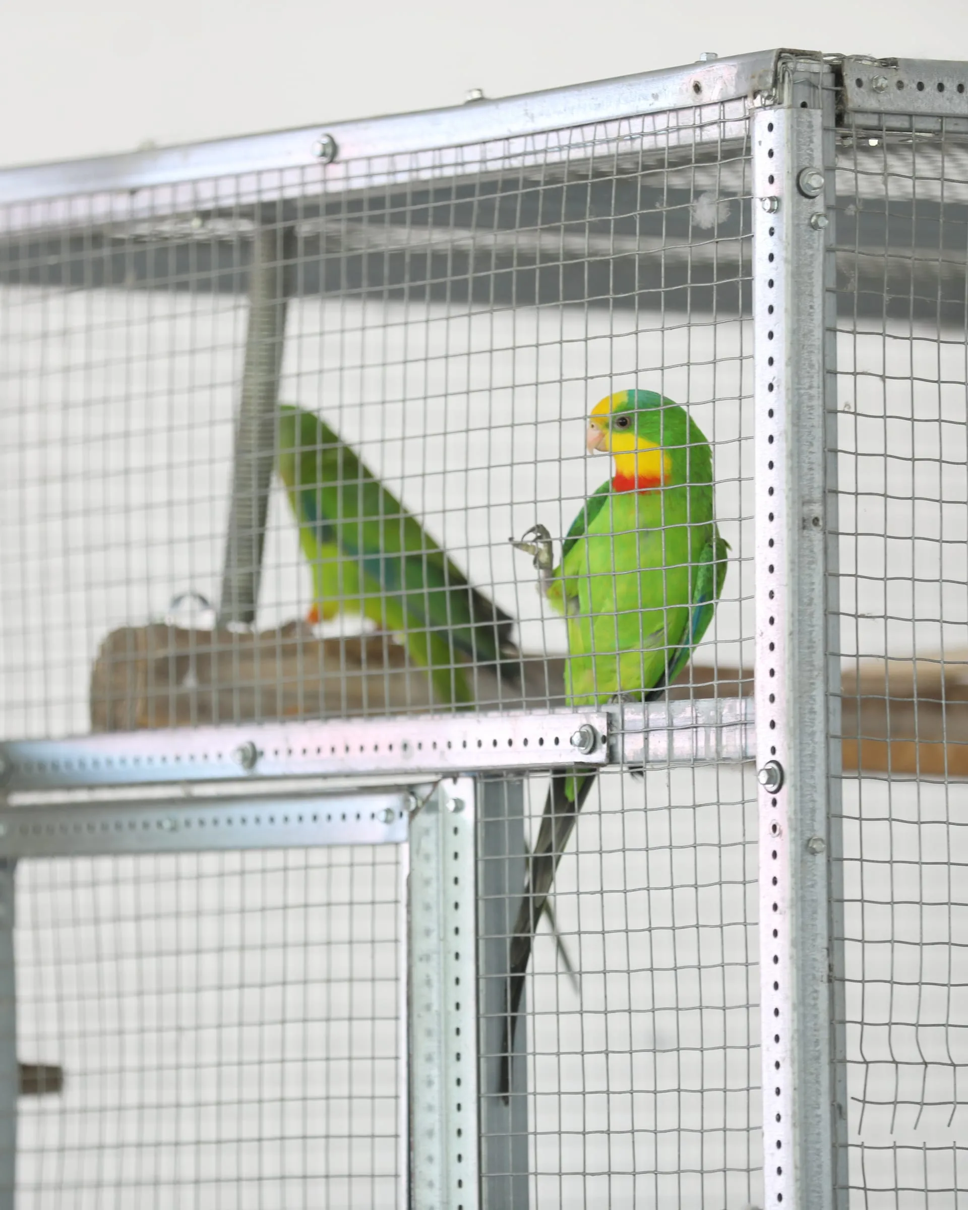 Green parrots in the aviary