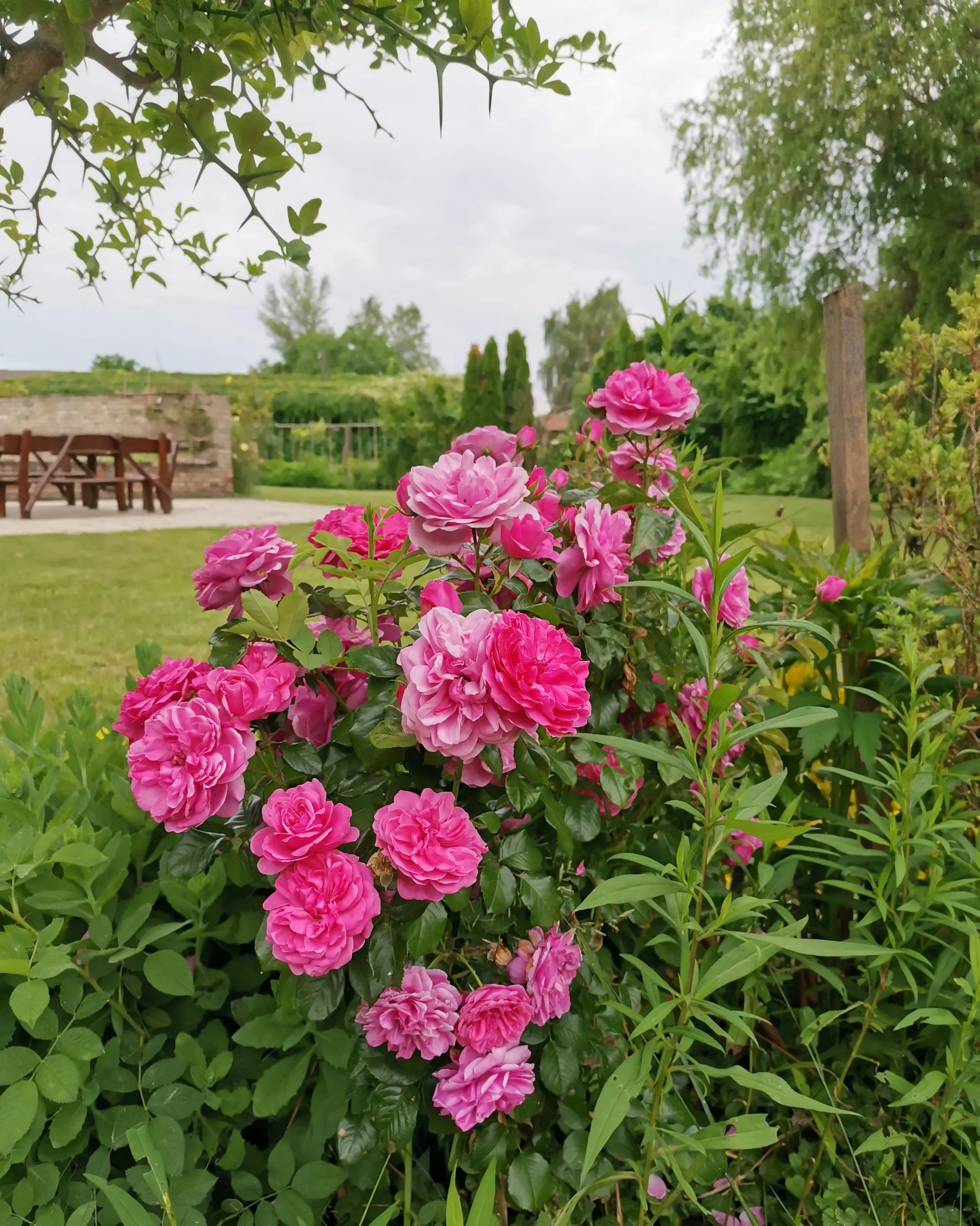 Rozkvetlý park hotelu Plauter Kúria na jaře