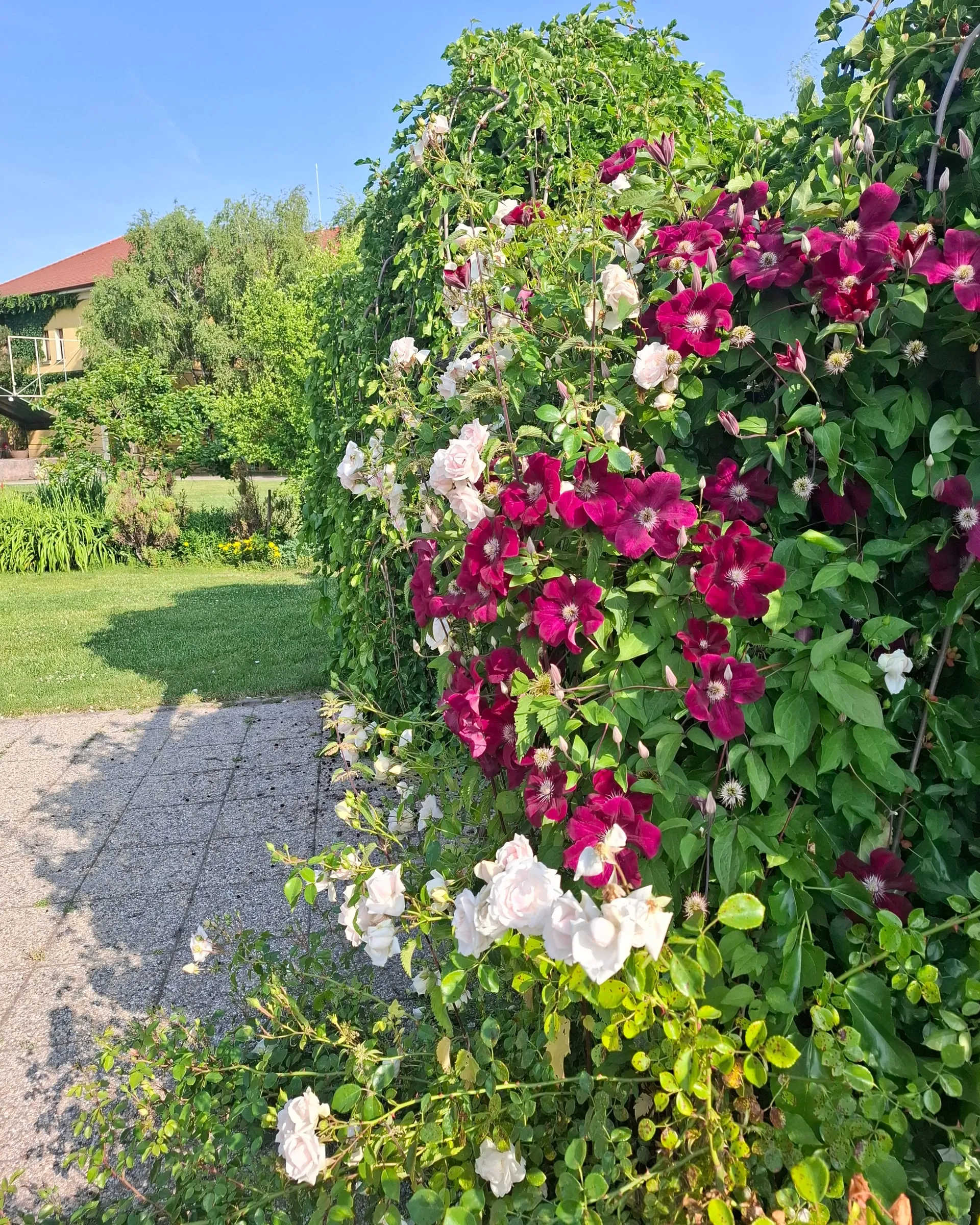 Rose pergola over a path in the park